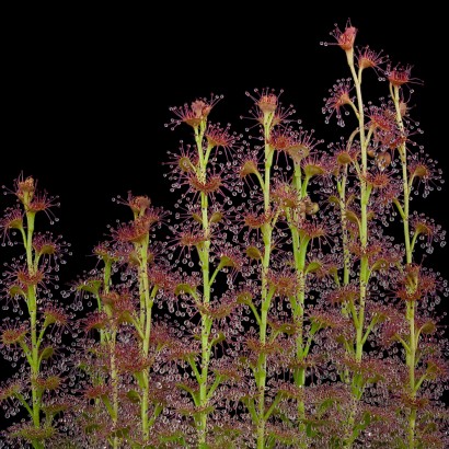 Drosera platypoda